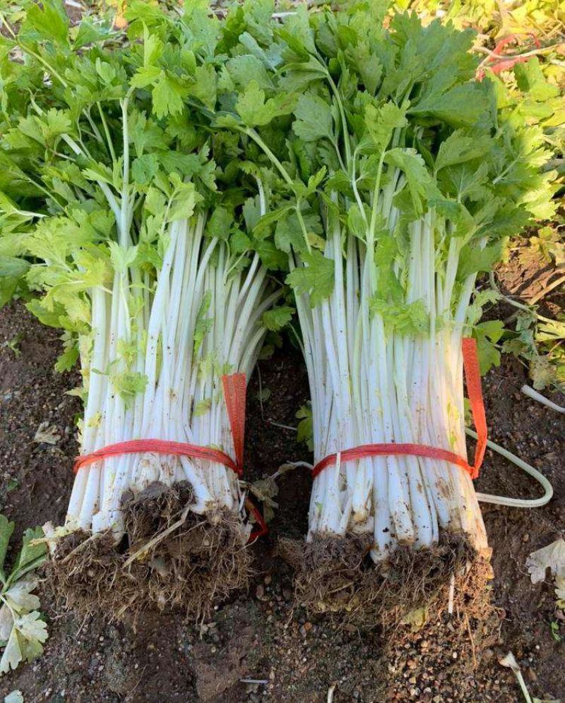 加洲雪丽白实芹种子四季芹菜种嫩白清香菜园基地种抗热耐寒