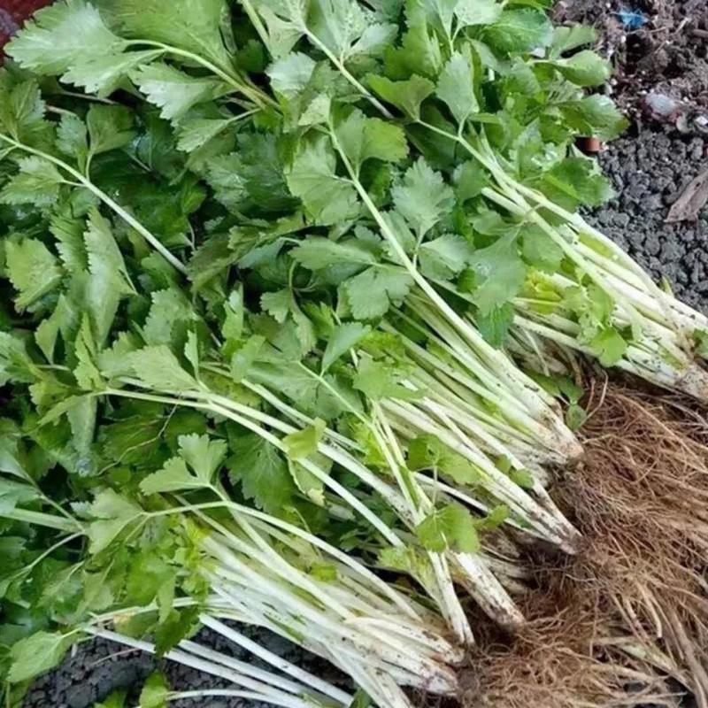 加洲雪丽白实芹种子四季芹菜种嫩白清香菜园基地种抗热耐寒