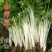 加洲雪丽白实芹种子四季芹菜种嫩白清香菜园基地种抗热耐寒