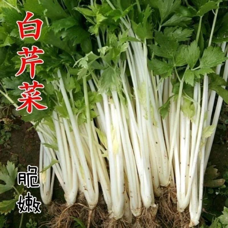 加洲雪丽白实芹种子四季芹菜种嫩白清香菜园基地种抗热耐寒