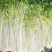 加洲雪丽白实芹种子四季芹菜种嫩白清香菜园基地种抗热耐寒