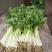 加洲雪丽白实芹种子四季芹菜种嫩白清香菜园基地种抗热耐寒