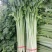 加洲雪丽白实芹种子四季芹菜种嫩白清香菜园基地种抗热耐寒
