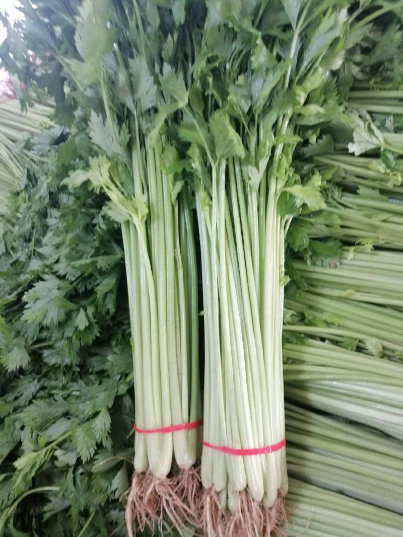 加洲雪丽白实芹种子四季芹菜种嫩白清香菜园基地种抗热耐寒
