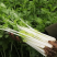 加洲雪丽白实芹种子四季芹菜种嫩白清香菜园基地种抗热耐寒