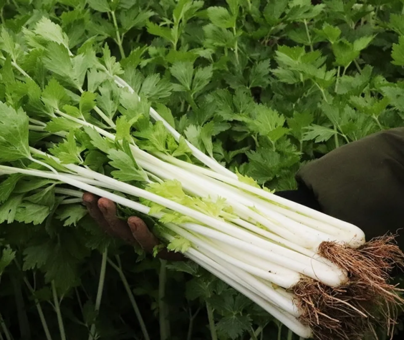加洲雪丽白实芹种子四季芹菜种嫩白清香菜园基地种抗热耐寒