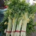 加洲雪丽白实芹种子四季芹菜种嫩白清香菜园基地种抗热耐寒