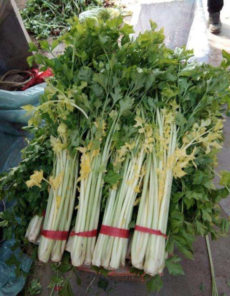 加洲雪丽白实芹种子四季芹菜种嫩白清香菜园基地种抗热耐寒