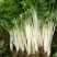 加洲雪丽白实芹种子四季芹菜种嫩白清香菜园基地种抗热耐寒