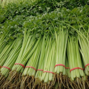 四季小香芹山芹种子香味浓脆嫩本地小山芹种子抗病高产蔬菜种