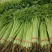 四季小香芹山芹种子香味浓脆嫩本地小山芹种子抗病高产蔬菜种