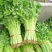 四季小香芹山芹种子香味浓脆嫩本地小山芹种子抗病高产蔬菜种