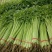 四季小香芹山芹种子香味浓脆嫩本地小山芹种子抗病高产蔬菜种