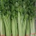 四季小香芹山芹种子香味浓脆嫩本地小山芹种子抗病高产蔬菜种