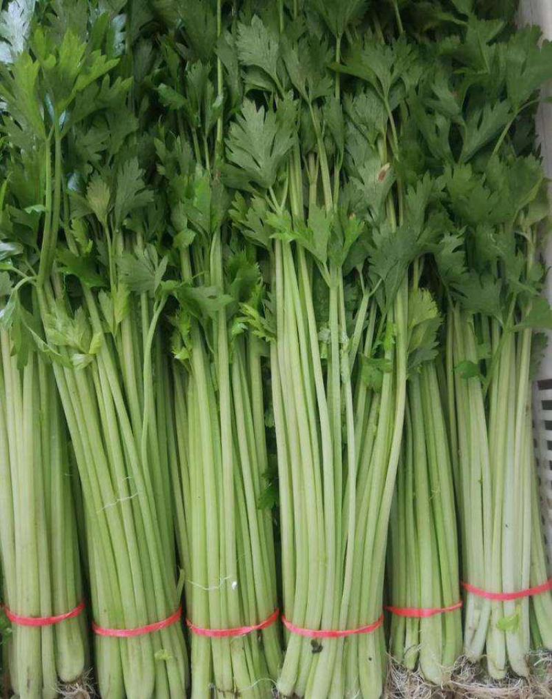 四季小香芹山芹种子香味浓脆嫩本地小山芹种子抗病高产蔬菜种