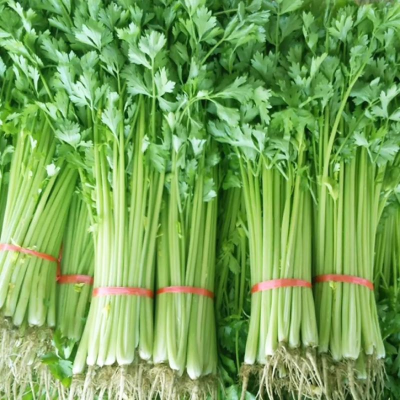 四季小香芹山芹种子香味浓脆嫩本地小山芹种子抗病高产蔬菜种