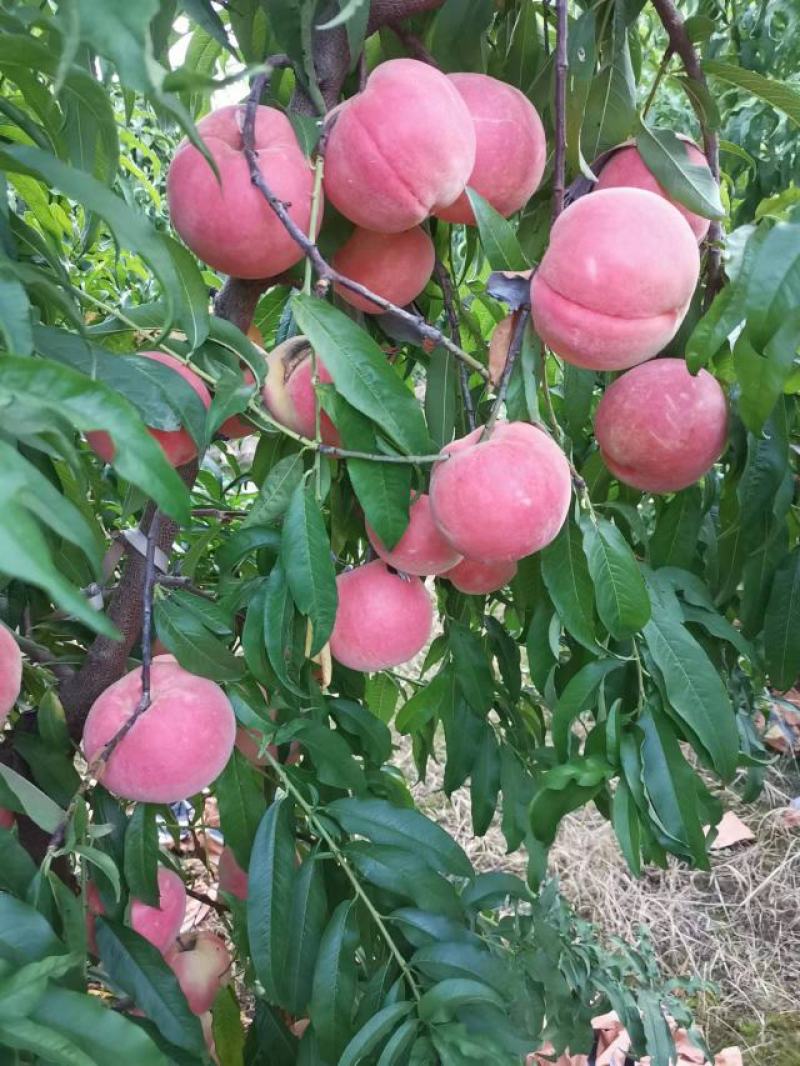 秋彤桃，颜色好，鲁西水果基地，盛产多种桃品种，果面干净，