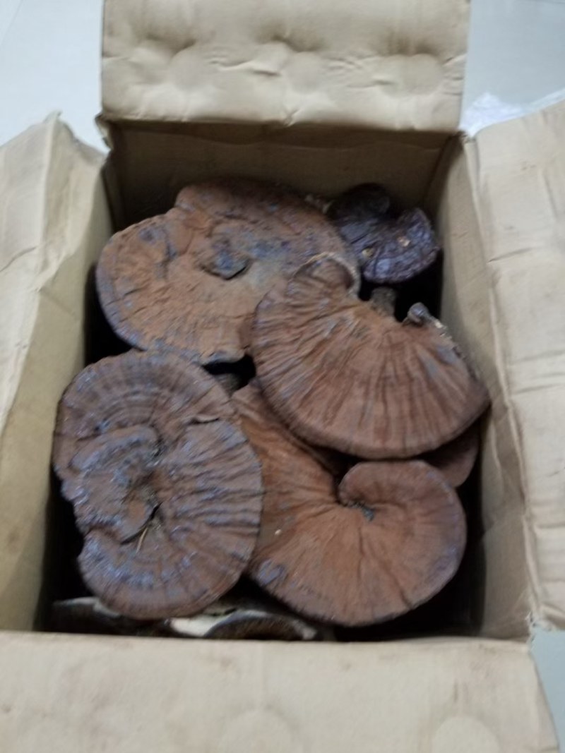 纯野生枫木灵芝