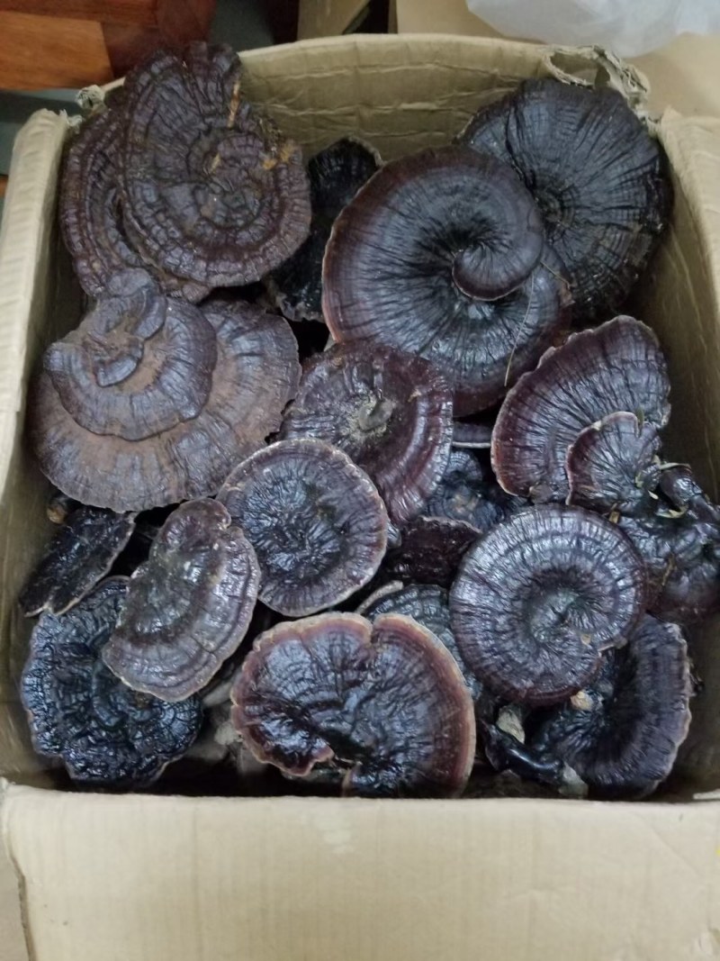 纯野生枫木灵芝