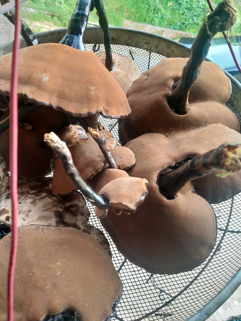 纯野生枫木灵芝