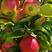 本地特产123小苹果，鸡心果，龙丰果…质量保证价格合理