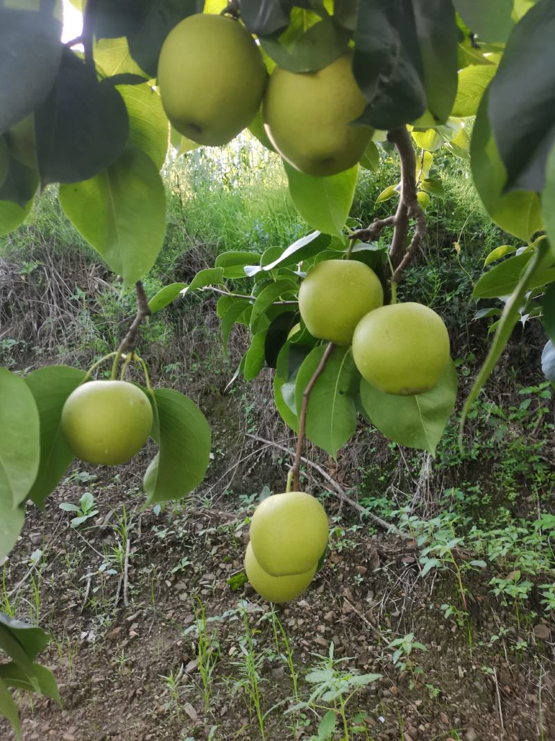 皇冠梨，青龙高山优质皇冠梨