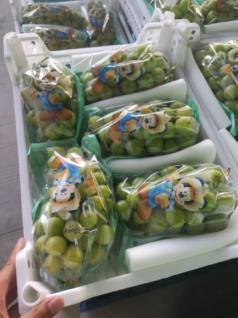 四川阳光玫瑰味道超甜超脆正在大量上市出货中