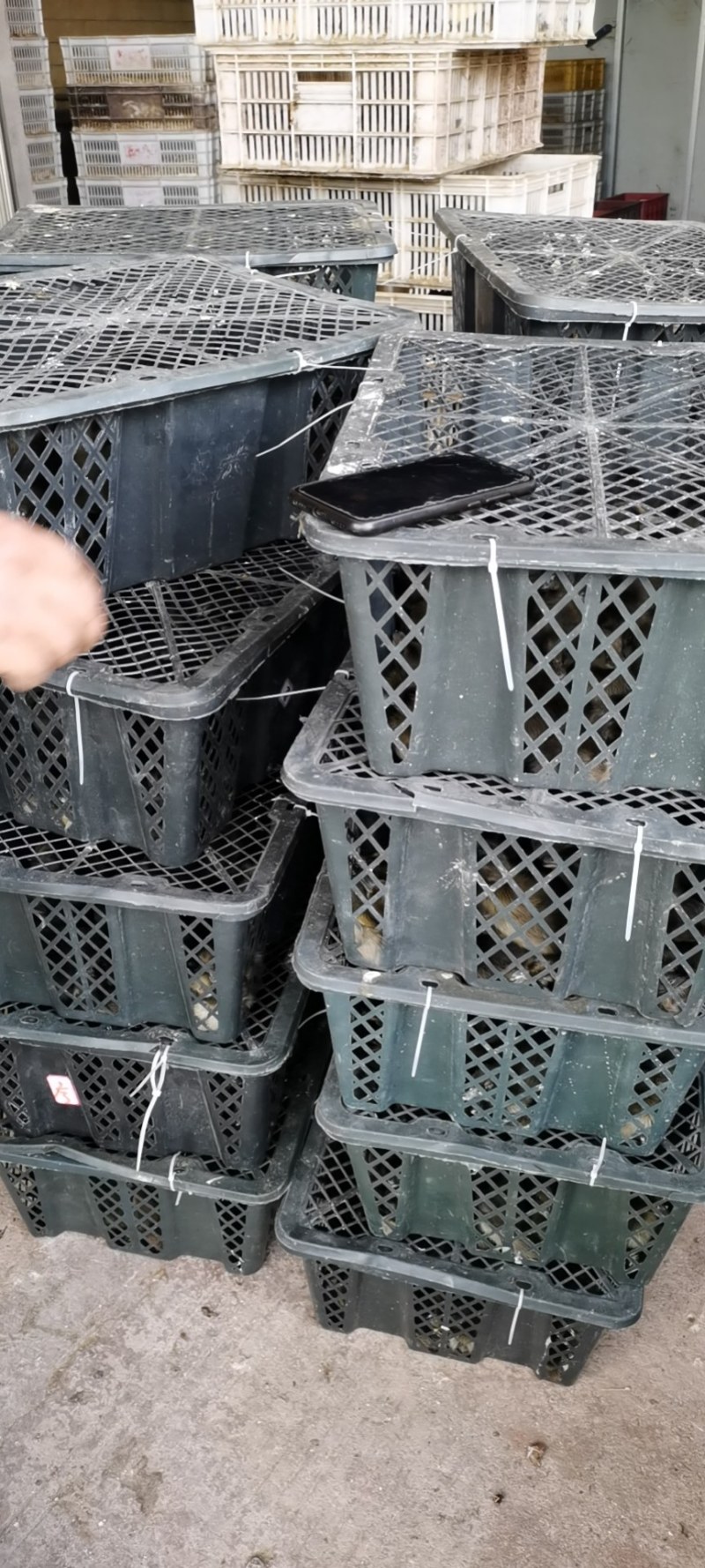 蛋鸭苗金锭鸭苗高产绿壳蛋鸭苗青壳二号苗青壳绿壳蛋鸭苗