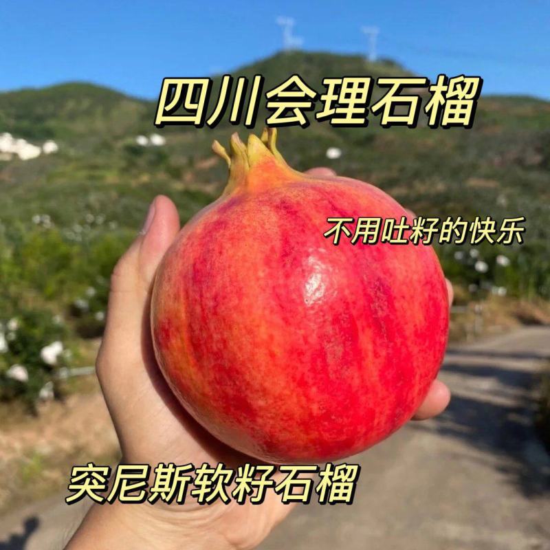 四川会理突尼斯软籽石榴，一件代发，直播带货，中秋礼品