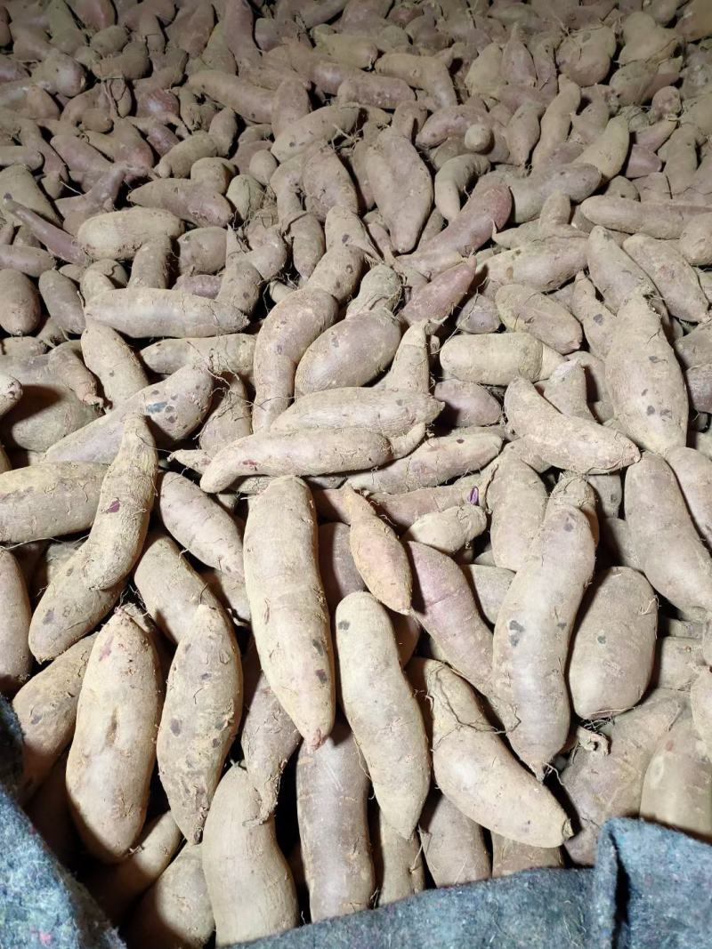 山东优质沂蒙山紫罗兰地瓜紫薯供应中产地直供量大从优