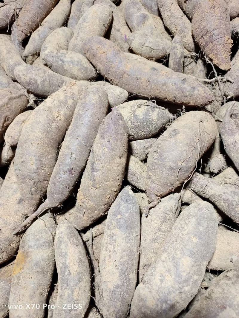 山东优质沂蒙山紫罗兰地瓜紫薯供应中产地直供量大从优