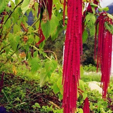 永生花，干花呆米，婚庆装饰品