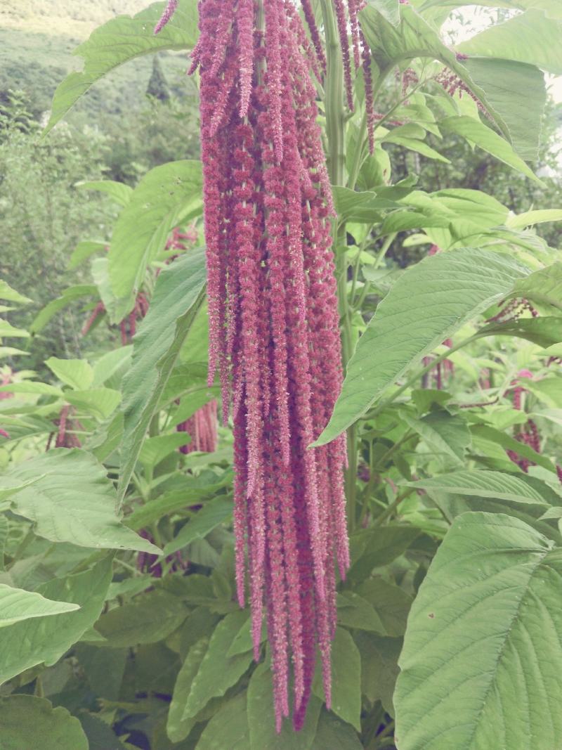 永生花，干花呆米，婚庆装饰品