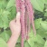永生花，干花呆米，婚庆装饰品