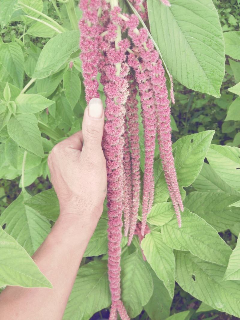 永生花，干花呆米，婚庆装饰品