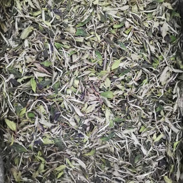 福鼎白茶2022年新茶二级白牡丹散茶新品上市