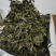 福鼎白茶2022年新茶二级白牡丹散茶新品上市