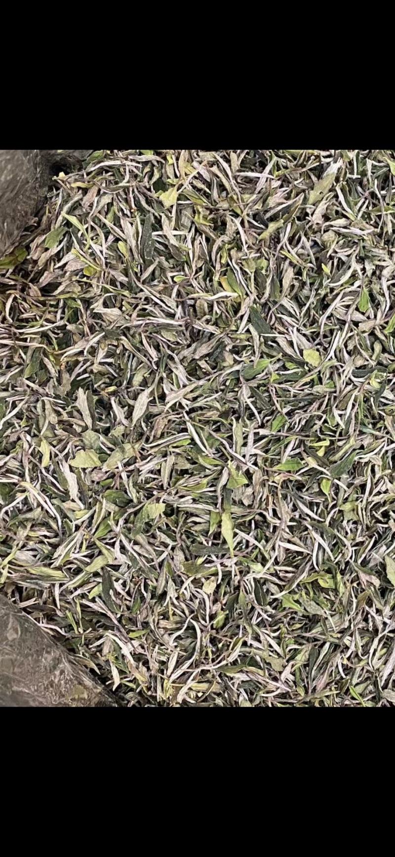 福鼎白茶2022年新茶二级白牡丹散茶新品上市