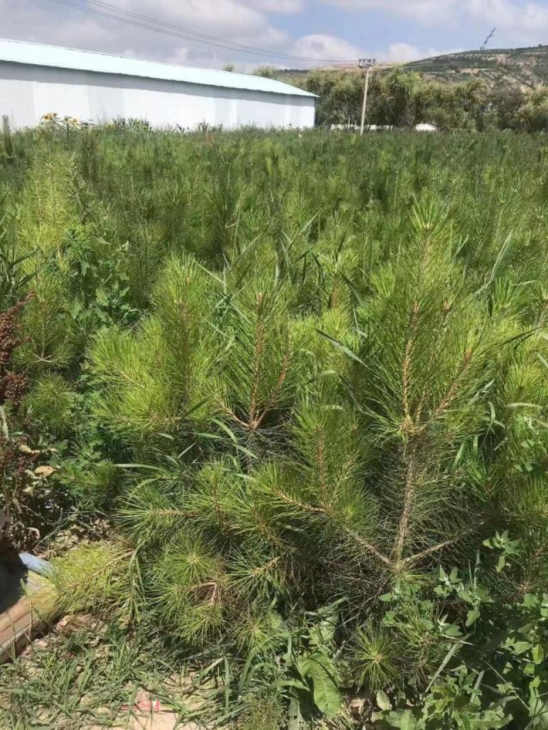 甘肃徽县油松杯苗，精品油松杯苗，油松大田苗，量大从优价格