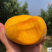 瑞蟠101量大，8月底9月初开始号开始，有需要的联系，