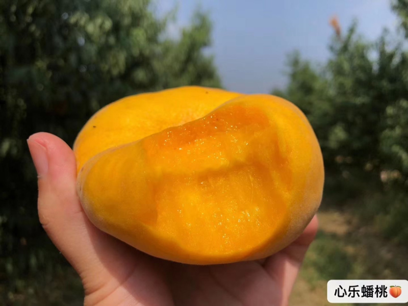 瑞蟠101量大，8月底9月初开始号开始，有需要的联系，