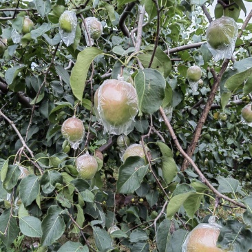 临西县玉露香梨