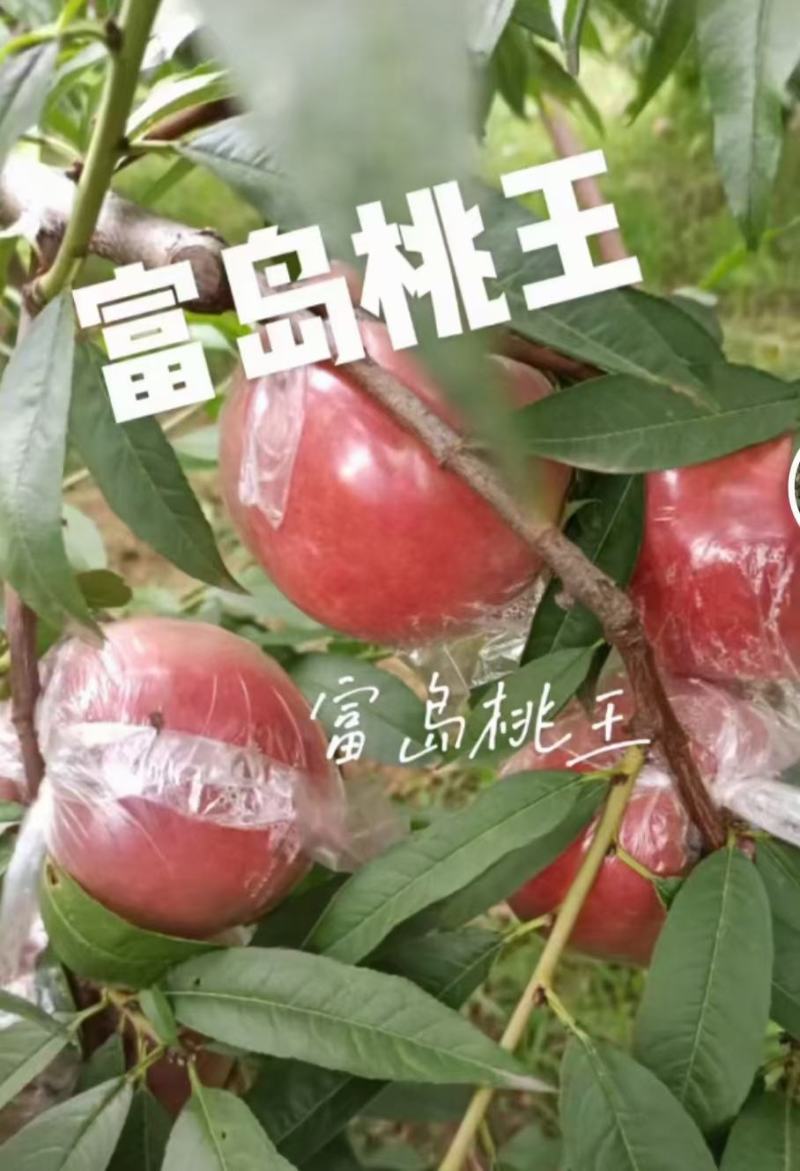 超越桃，秦王毛桃个大口感好