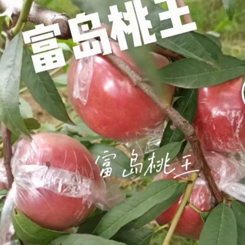 超越桃，秦王毛桃个大口感好