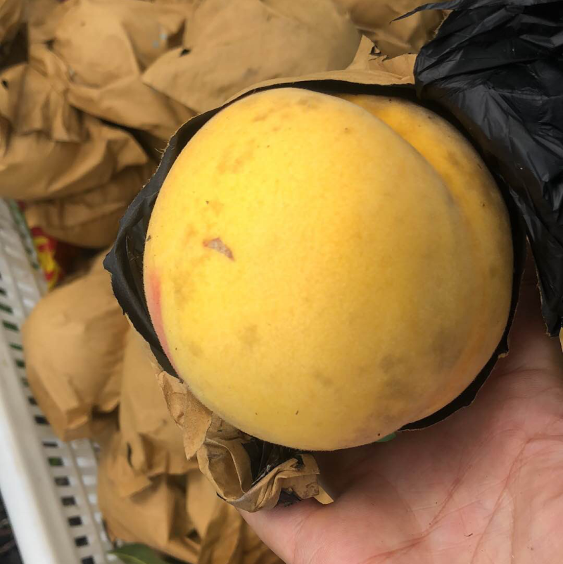 预售山东大黄桃甜