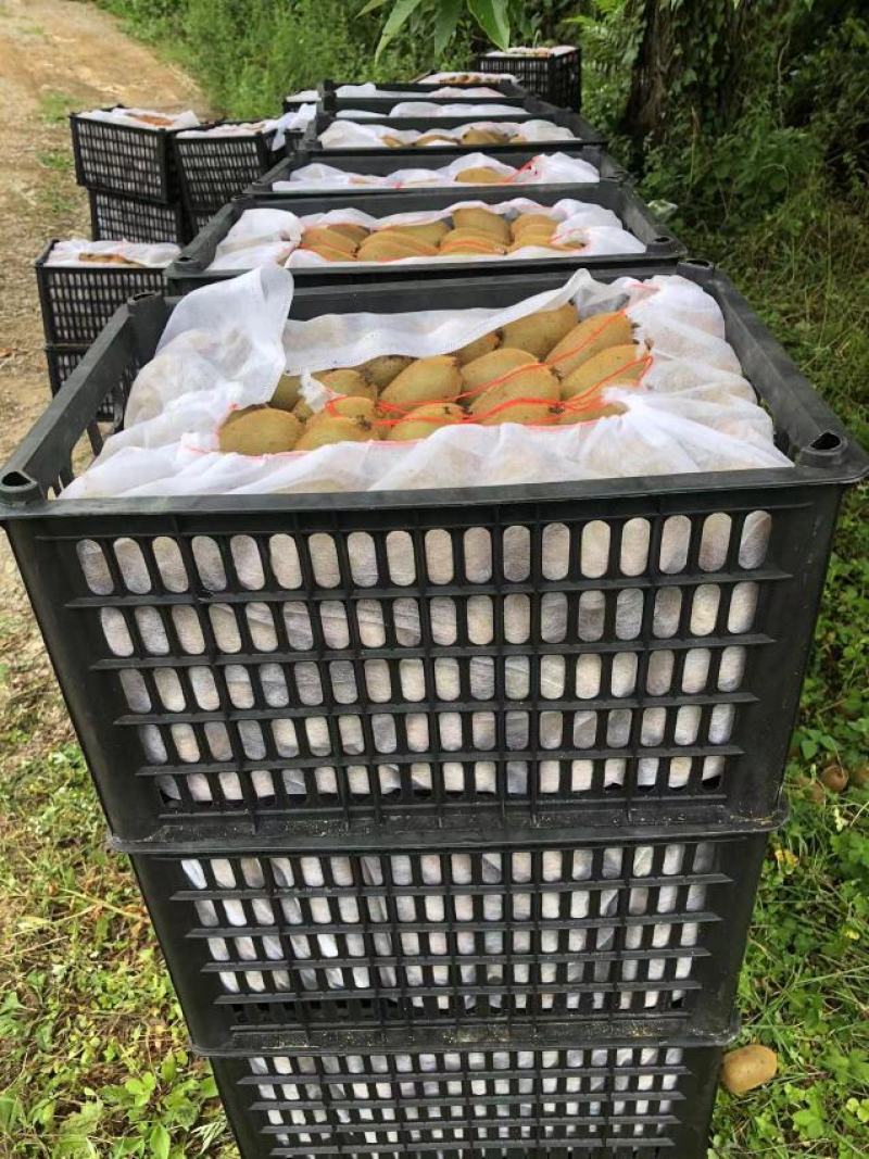 米良1号果大，味甜，到达成熟期，需要的老板看过来，保证不