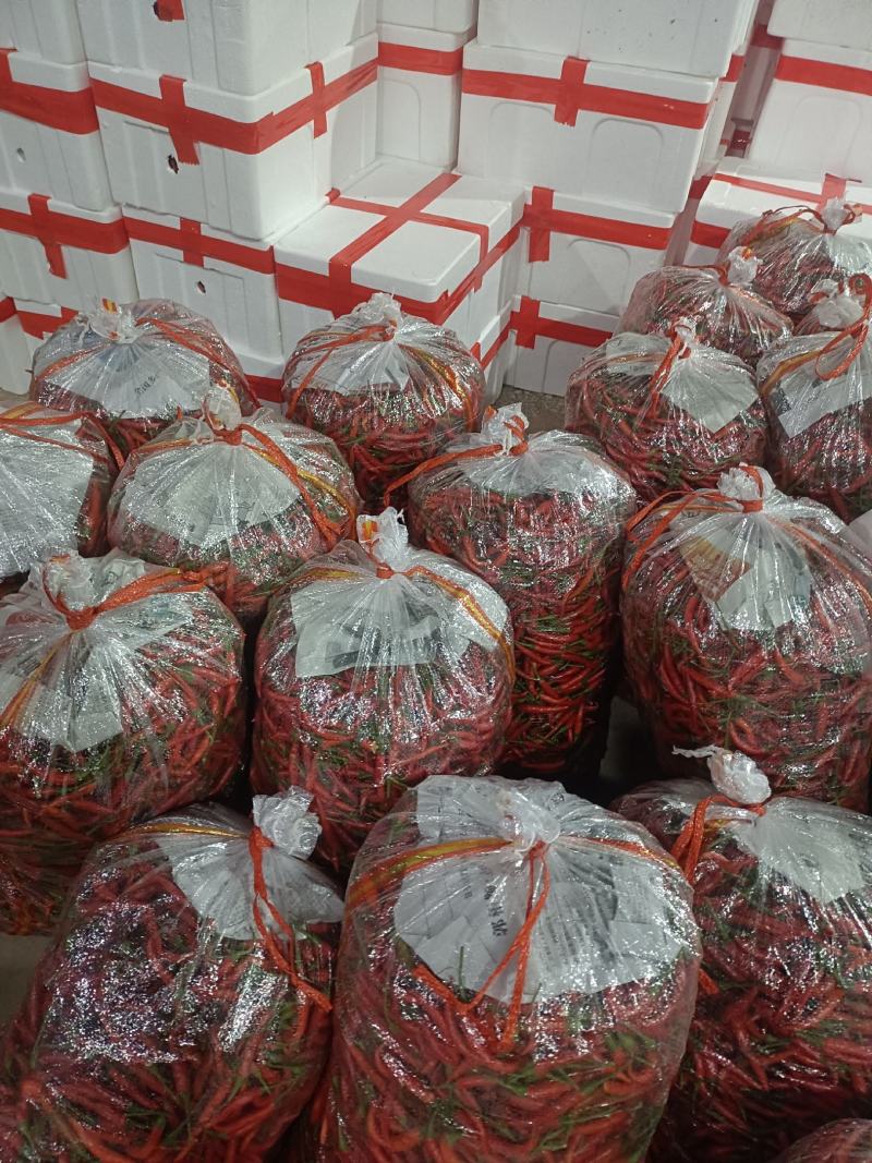 【热卖】河南精品小米椒大量上市现摘现发坏烂包赔