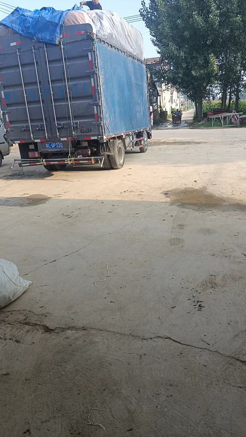 【热卖】河南精品小米椒大量上市现摘现发坏烂包赔