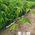 美人树（美丽异木棉）