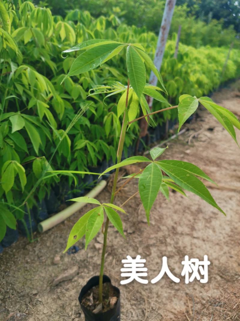 美人树（美丽异木棉）